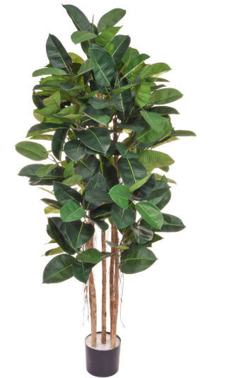 Tall Artificial Green Ficus Elastica Tree 170cm in Black Plastic Pot